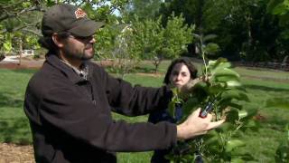 Disease and Insect Pests in the Orchard [upl. by Rettig]