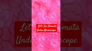 Lets see Stomata Under Microscope [upl. by Yrojram]