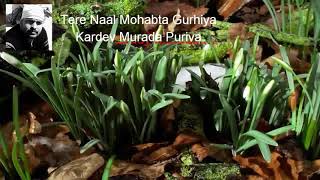 Tere Naal Mohabta Gurhiya Kardey Murada Puriya  Sufi Qwali [upl. by Gaw]