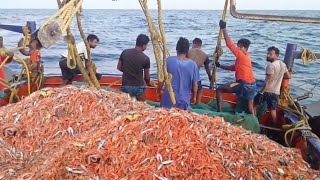 Amazing Prawn Fishing Video  Tons Of Prawn With Trawl Net  Shrimp [upl. by Niall]