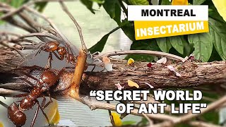 Montreal Insectarium Uncovering Ant Secrets Life A Closer Look [upl. by Hamimej]