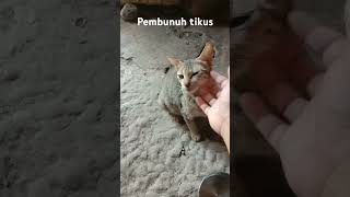 Robot pembasmi tikus [upl. by Lesya662]