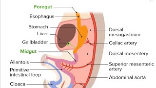 Development of Gut Model Part 05  2nd Year MBBS OSPE [upl. by Rebbecca]