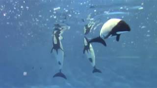 Commersons Dolphins at Toba Aquarium 12818 鳥羽水族館 イロワケイルカ [upl. by Ursulina]