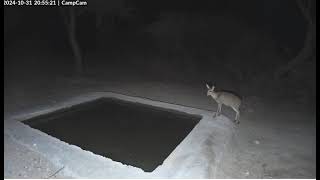 Dik Dik The Smallest Antelope Stop For A Drink [upl. by Aeniah]