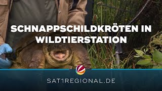 Ausgesetzte Schnappschildkröten von Wildtier und Artenschutzzentrum aufgenommen [upl. by Tiffanie526]