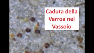 Caduta di Varroa [upl. by Aitenev637]