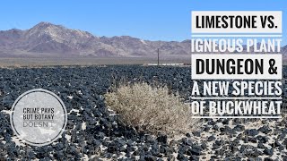 Geology Plant Life amp Toilet Humor in the Mojave Desert [upl. by Donnamarie695]