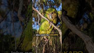 Kakapo parrot facts shorts [upl. by Nahtannhoj]