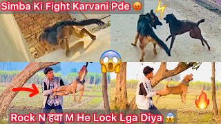 Simba Ki Ladai Kyu Karvani Pde😡 Rock Ki Khatarnaak Grip हवा Mai😱Lock Power [upl. by Nodnab78]