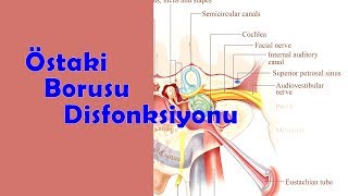 Östaki Borusu Disfonksiyonu  Binaural  Isochronic  Enerji Frekansı [upl. by Alracal]