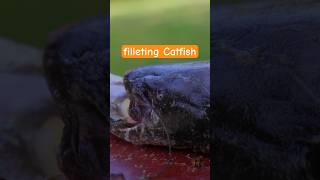 Filleting catfish in 45 seconds 🔪🐟 fishingasmr asmrsounds catfish howtofillet filletfish [upl. by Ainad479]