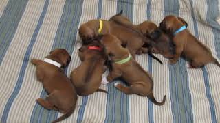 Jazzie x Chaka Rhodesian Ridgeback Puppies [upl. by Imalda]