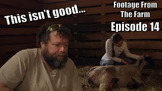 Footage From The Farm Episode 14  Dr Pol 911 Shocking Deformed Lamb  Emergency Lambing [upl. by Hafeenah598]