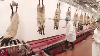 Video Tour of a Lamb Plant Featuring Temple Grandin [upl. by Vasos]