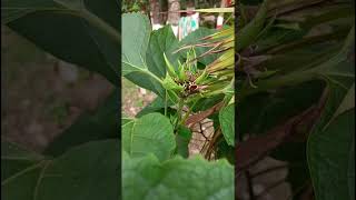 Clerodendrum chinense Lamiaceae familyHAZARI MOGRASAHASHRA MALLI [upl. by Elcarim226]