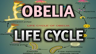 LIFE CYCLE OF OBELIA FOR B SC 1st YEAR [upl. by Ardnuyek]