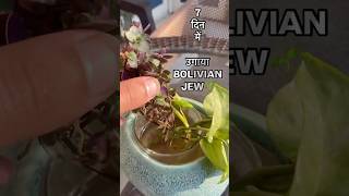 Bolivian jew asaansi se ugao DIY plants [upl. by Eivlys]