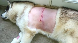 Giant Lipoma surgically removed from beautiful Husky [upl. by Nath]