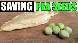 Saving Pea Seeds Made Easy [upl. by Ellard]