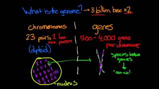 What is Genomics [upl. by Whitford]