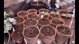 Seed germination process project Day6 [upl. by Irtak]