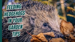 Feeding Hedgehogs in Your Garden Tips [upl. by Wilhelmina]