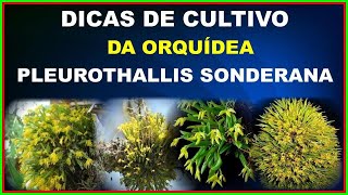 DICAS DE CULTIVO DA LINDA E PEQUENINA ORQUÍDEA A PLEUROTHALLIS SONDERANA E FLORES DE TILLANDSIAS [upl. by Allayne161]