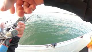 May 2023 Lake Texoma Striper Fishing new fishing gopromax may laketexoma [upl. by Grantland]