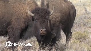 A bison gored an Arizona woman in Yellowstone the parks first such attack in 2023 [upl. by Waddington983]