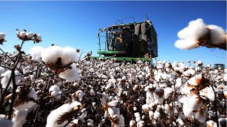 How Cotton Processing in Factory Cotton Cultivation  Cotton Farming and Harvest [upl. by Axela95]