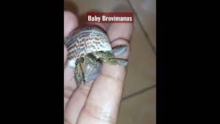 Kelomang lovers Coenobita Brevimanus Hermit crab [upl. by Nailluj]