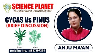 Cycas Vs Pinus Brief DiscussionExplain by Anju Mam of Science Planet [upl. by Alyhc836]