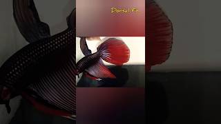 Betta fish breeding dance [upl. by Bettine307]