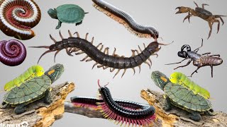 VERY CUTE MILLIPEDES AND CENTIPEDES [upl. by Marvella]