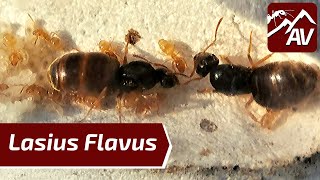 Lasius Flavus the Yellow Meadow Ants  Colony Update Still a Joy to keep [upl. by Bahner]