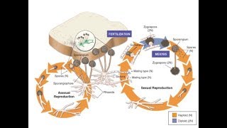 life cycle of fungus black bread mold rhizopus stolonifer [upl. by Atival306]