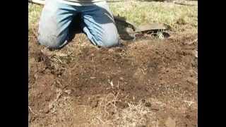 How to Plant Hop Rhizomes [upl. by Ogdan]