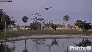 SWFL Eagles 🦅 51924 Pond Cam View [upl. by Alyakem]