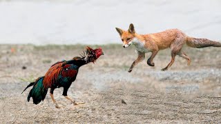 This fox regretted attacking the rooster Birds of Prey in the Case [upl. by Nelak867]