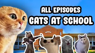 FIRST DAY AT SCHOOL CAT MEME COMPILATION [upl. by Lerraf]