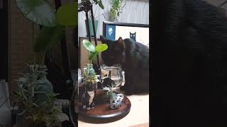 【猫動画】マリモの泉で水を飲むクレア様👑✨ 黒猫 保護猫 黒猫好き 可愛い猫動画 可愛い猫 にゃんこ ねこ ネコ cat shorts blackcat catlover [upl. by Trace]