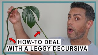 HowTo Deal With a Leggy Rhaphidophora Decursiva  Propagation Staking and Care Tips [upl. by Suoilenroc]