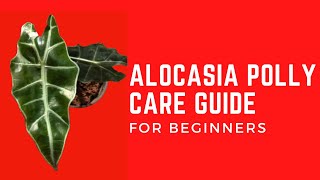 ALOCASIA POLLY PLANT CARE [upl. by Itnava67]