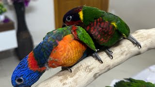 Ornate Lorikeets  Breeding Results  Gift Of Flight  Lories amp Lorikeets [upl. by Clim211]