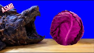 ASMR Turtle Tortoise Eating Crunchy Cabbage Mukbang 🐢2 ASMR Animal [upl. by Aicena]