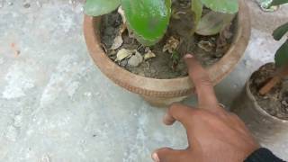 How to grow patharchatta plant care and tips  ‎Kalanchoe Pinnata [upl. by Rillings242]