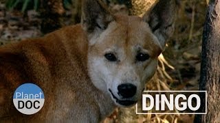 The Dingo´s Strength  Nature  Planet Doc Full Documentaries [upl. by Clarence]