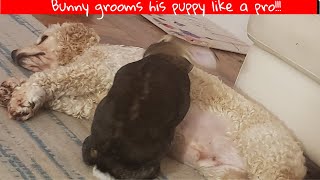 😍🐰🐕Caring Bunny grooms his puppy daily Bunnybunsyoutube2018sweet dog shorts bunny [upl. by Otti]