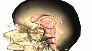 Skull tutorial 1  Bones of the Calvaria  Anatomy Tutorial PART 2 [upl. by Ycal]